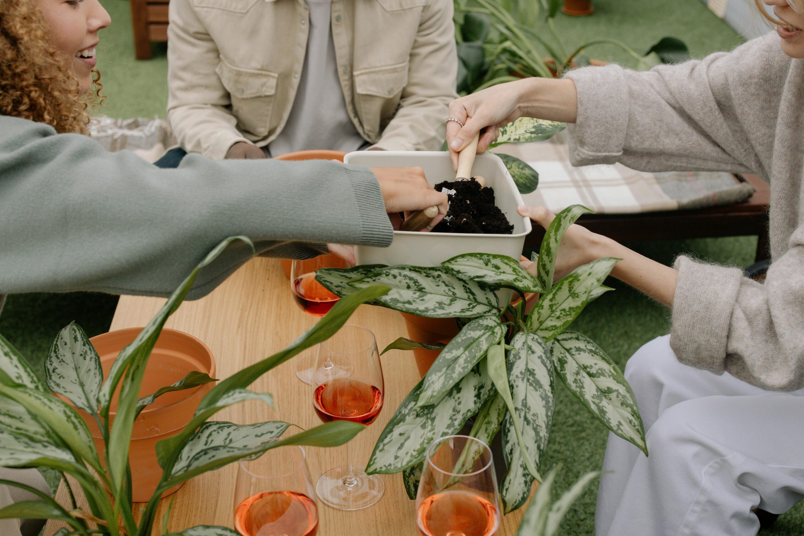 Kostenloses Stock Foto zu aglaonema, aglaonema schneeweiß, aktivität