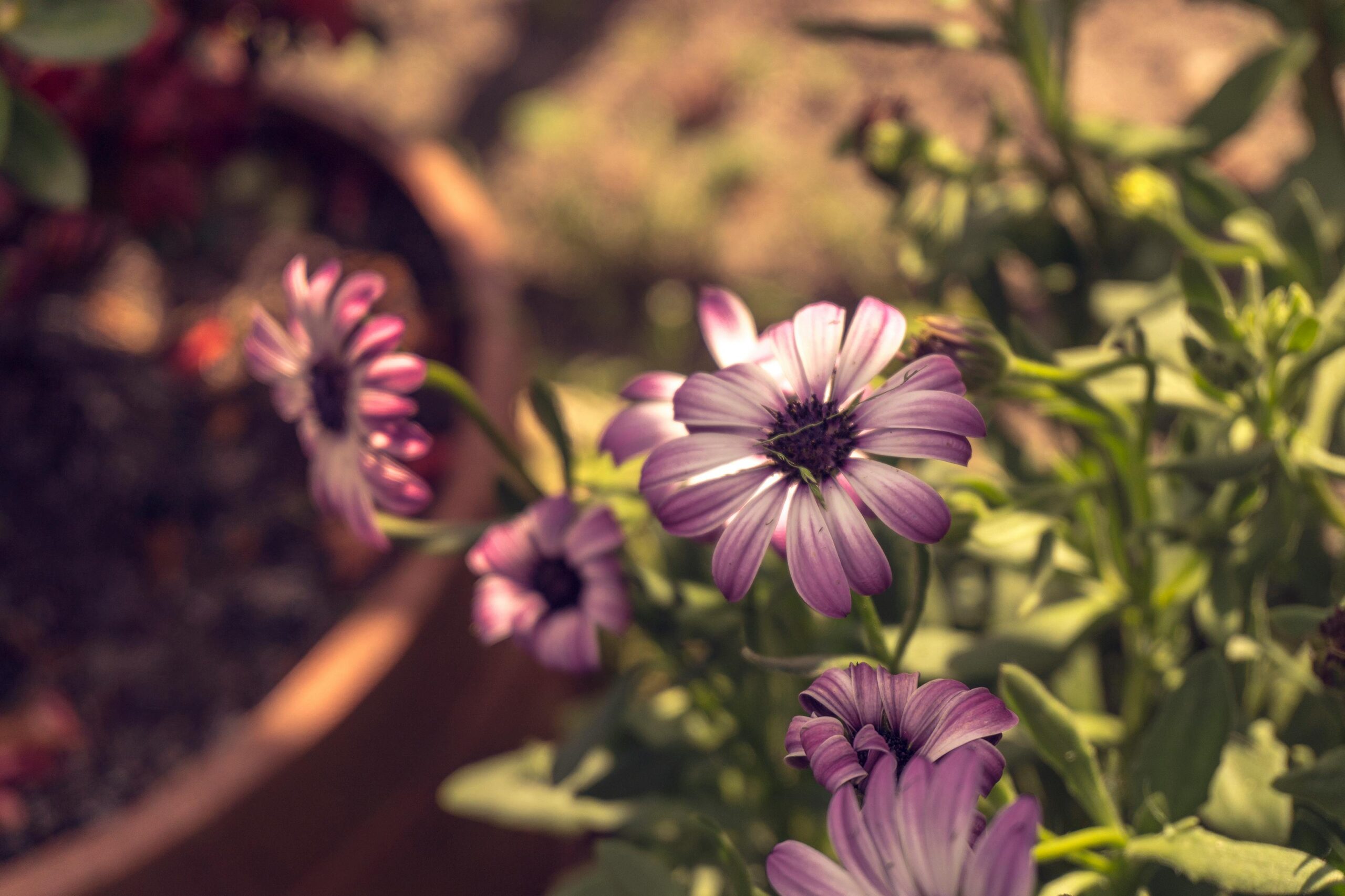 Selektive Fokusfotografie Von Blüten Mit Lila Blütenblättern