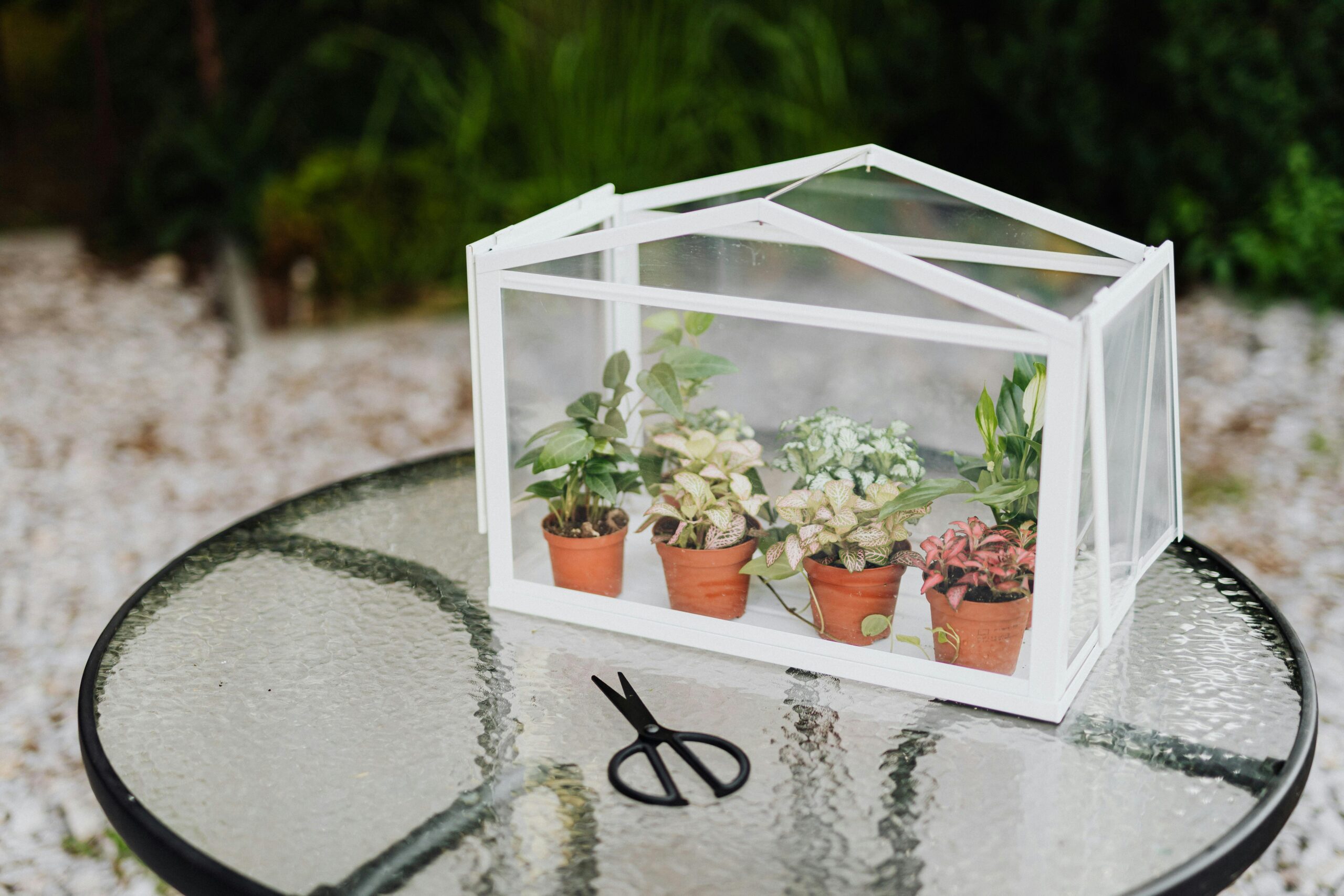 Kostenloses Stock Foto zu amants de plantes, anlagenanzeige, botanisch