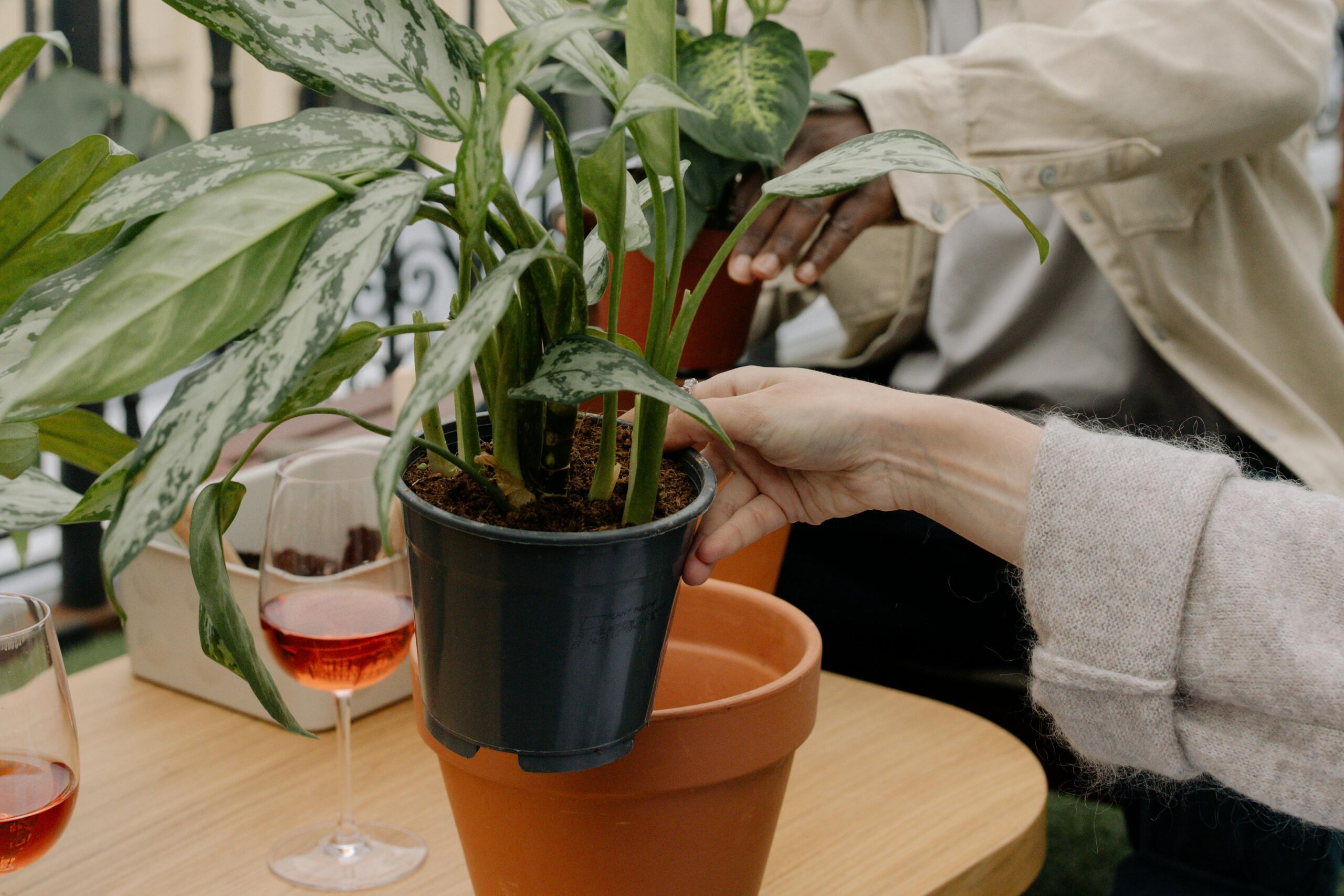 Kostenloses Stock Foto zu aglaonema, aglaonema im topf, aglaonema schneeweiß