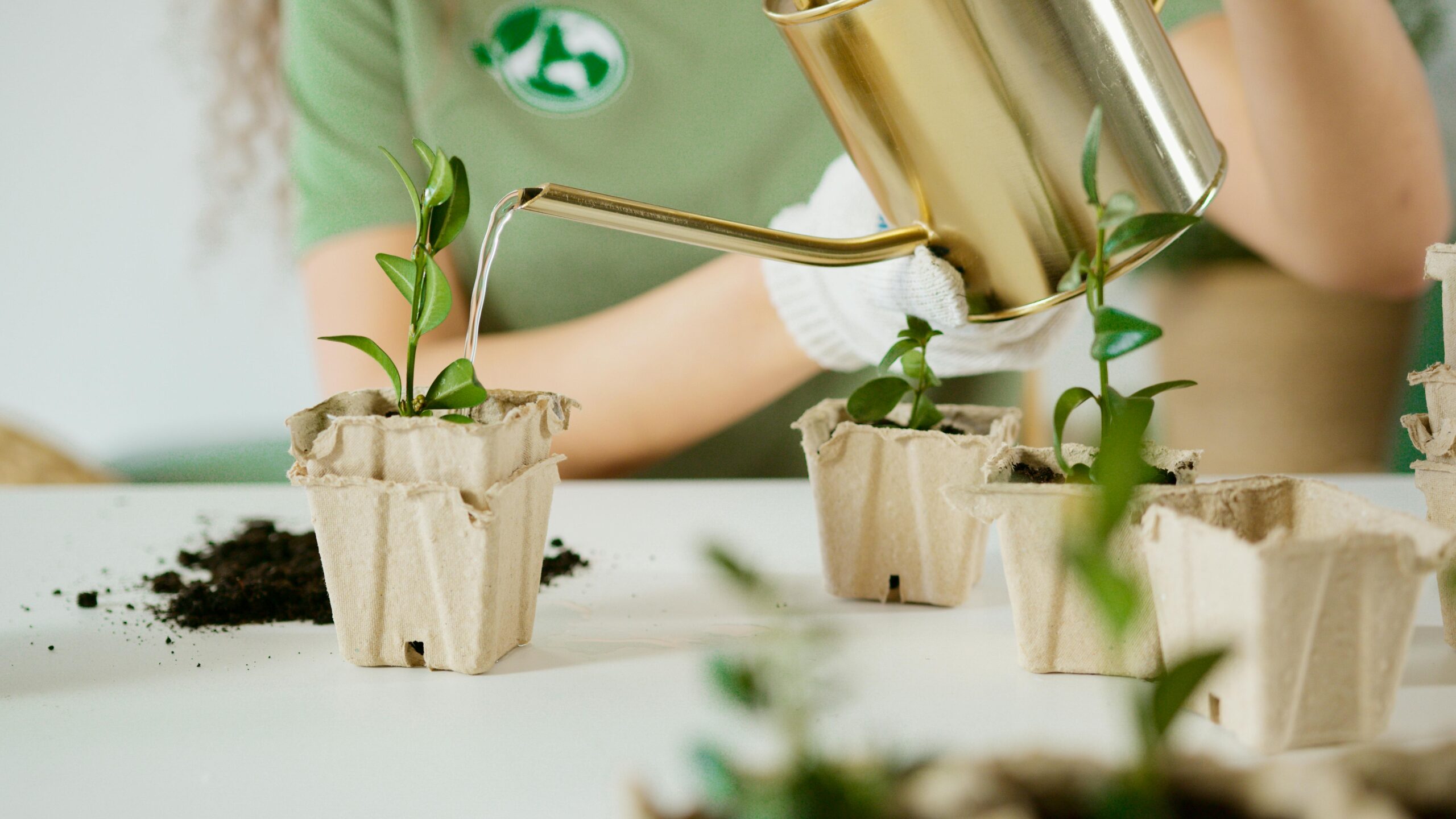 Kostenloses Stock Foto zu amants de plantes, bewässerung, bio