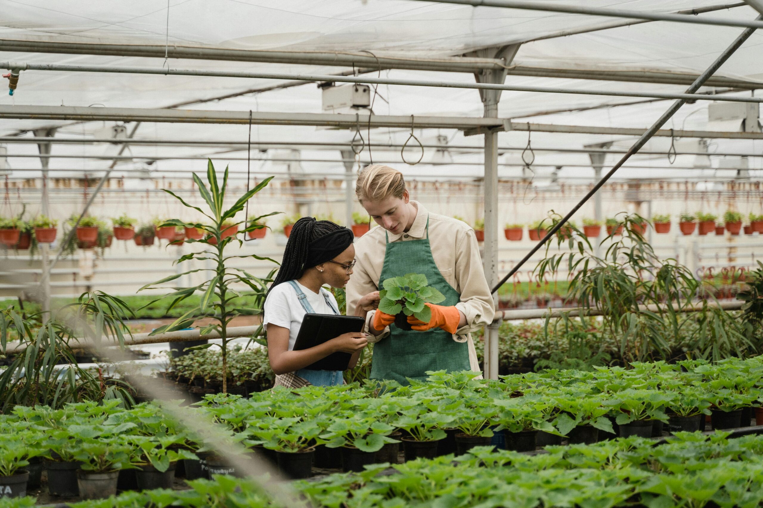 Kostenloses Stock Foto zu agrarwissenschaften, agronom, agronom arbeit
