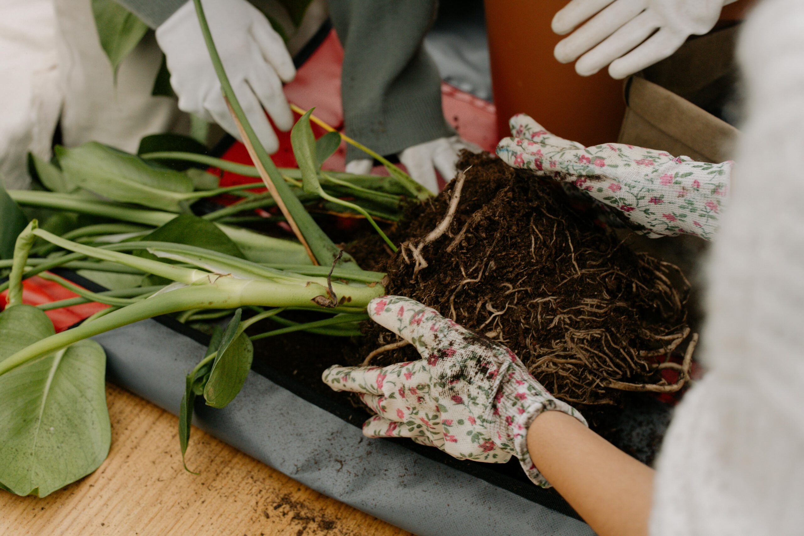 Kostenloses Stock Foto zu amants de plantes, auf dem boden geblieben, blumenhandschuhe